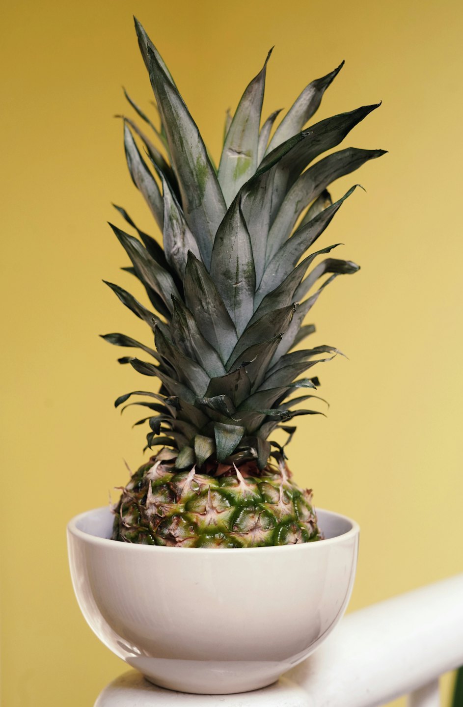 A fresh pineapple sits inside a white ceramic bowl.